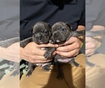 Small Photo #8 French Bulldog Puppy For Sale in ELIZABETH, NJ, USA