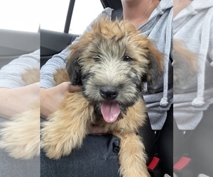 Soft Coated Wheaten Terrier Puppy for sale in EASTAMPTN TWP, NJ, USA
