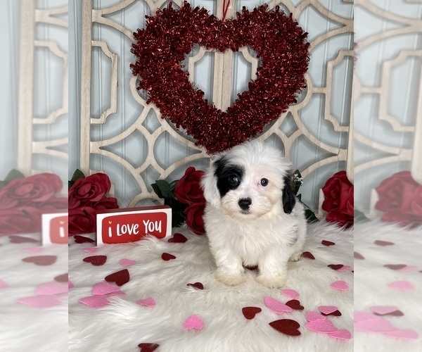 Medium Photo #8 YorkiePoo Puppy For Sale in MORRIS CHAPEL, TN, USA