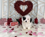 Small Photo #8 YorkiePoo Puppy For Sale in MORRIS CHAPEL, TN, USA