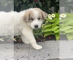 Small #4 Great Pyrenees