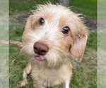 Small #1 Mutt