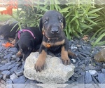 Small Photo #7 Doberman Pinscher Puppy For Sale in JACKSON CENTER, OH, USA