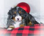 Small Photo #2 Bernedoodle-Poodle (Miniature) Mix Puppy For Sale in DALTON, OH, USA