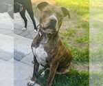 Small #4 American Pit Bull Terrier Mix