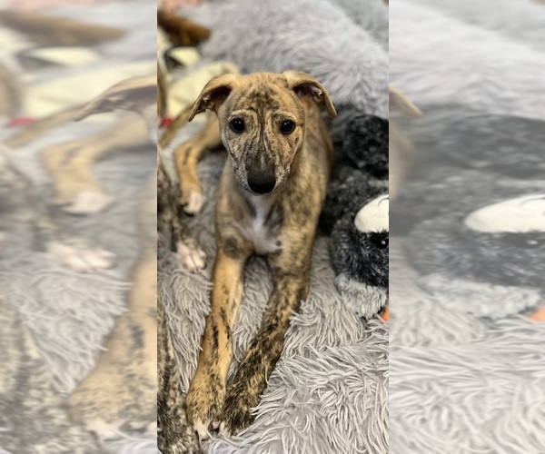Medium Photo #3 Whippet Puppy For Sale in SOUTH SIOUX CITY, NE, USA