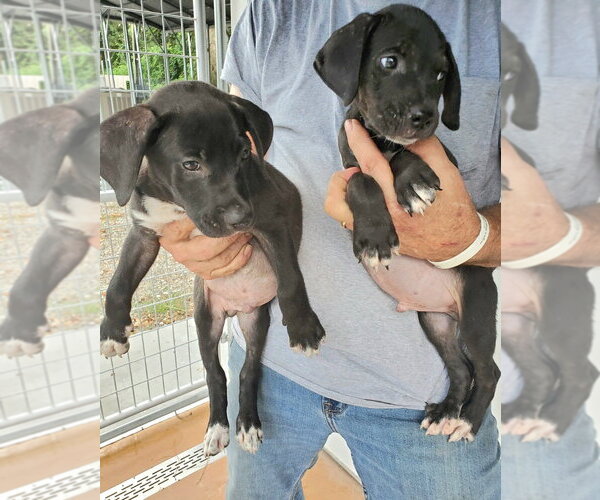 Medium Photo #4 Labrador Retriever-Unknown Mix Puppy For Sale in Elmsford, NY, USA