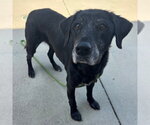 Small Labrador Retriever Mix