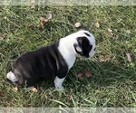 Small Photo #5 English Bulldogge Puppy For Sale in THOMPSON RDG, NY, USA