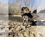 Small #5 Mutt