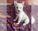 Puppy Blue boy German Shepherd Dog-Siberian Husky Mix