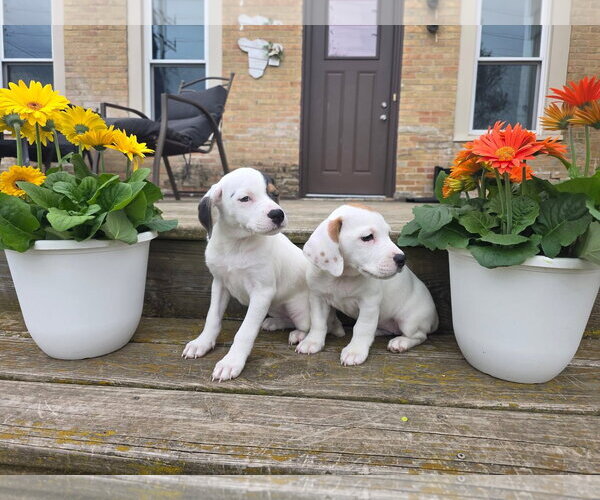 Medium Photo #5 Basset Hound-Unknown Mix Puppy For Sale in New London, WI, USA