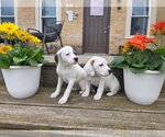 Small #4 Basset Hound Mix