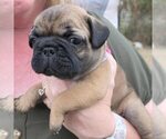 Puppy CoCo Frenchie Pug
