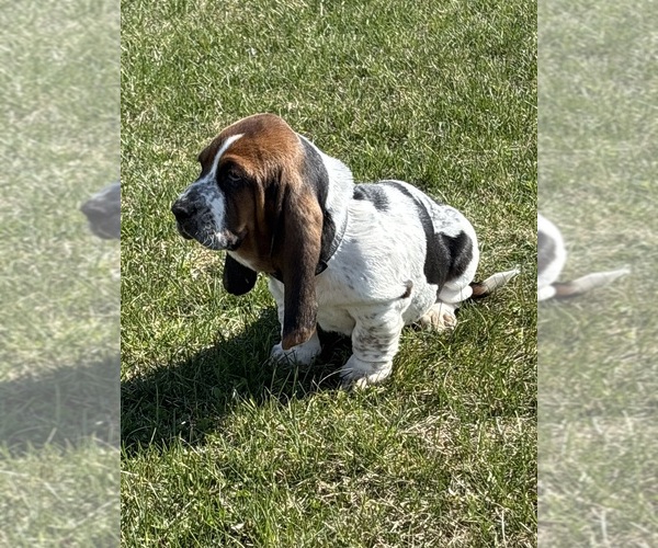 Medium Photo #3 Basset Hound Puppy For Sale in COLUMBIA CROSS ROADS, PA, USA