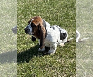 Medium Basset Hound