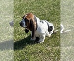 Puppy Tom Basset Hound