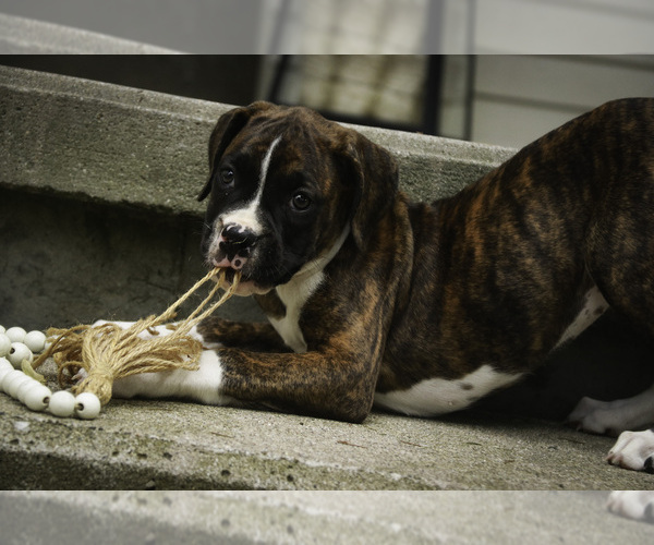 Medium Photo #5 Boxer Puppy For Sale in SHIPSHEWANA, IN, USA