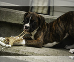 Small #4 Boxer