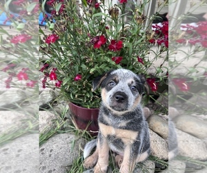 Miniature Australian Shepherd-Texas Heeler Mix Puppy for sale in STANWOOD, MI, USA