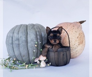 Yorkshire Terrier Puppy for sale in ORCHARDS, WA, USA