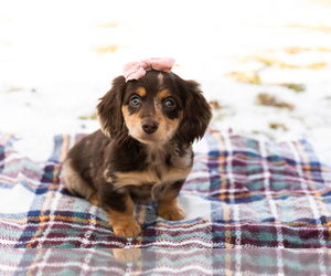 Dachshund Puppy for sale in BREMEN, IN, USA