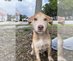 Small #4 Mutt