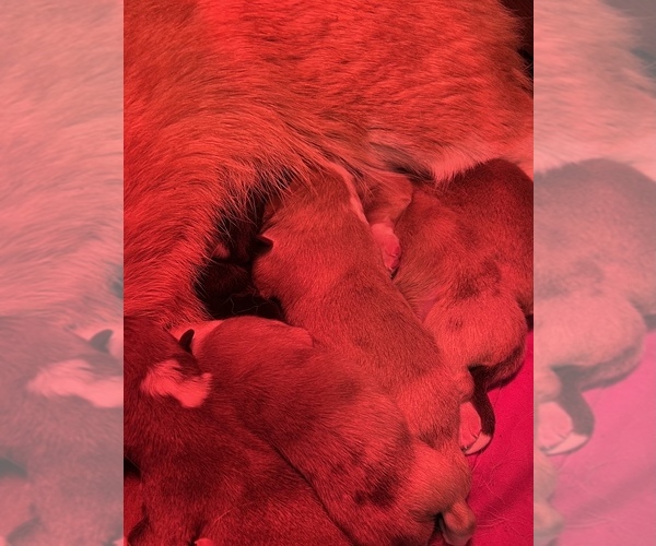 Medium Photo #3 Pembroke Welsh Corgi Puppy For Sale in MOVILLE, IA, USA