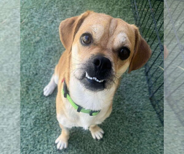 Medium Photo #1 Puggle Puppy For Sale in Tempe , AZ, USA