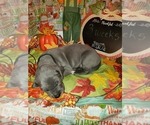 Small Photo #3 Great Dane Puppy For Sale in INDEPENDENCE, MO, USA