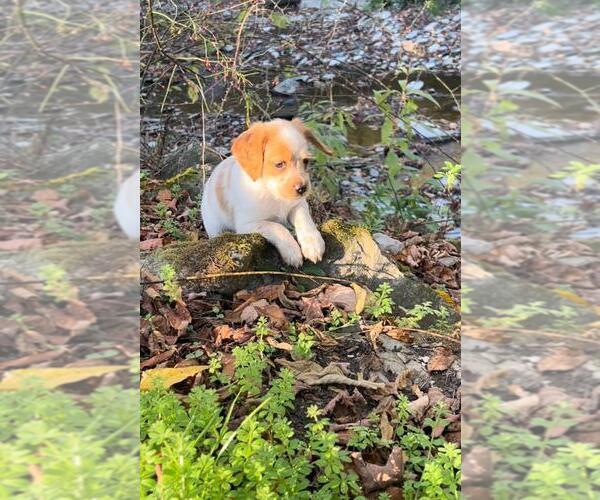 Medium Photo #2 Brittany Puppy For Sale in BERKSHIRE, NY, USA