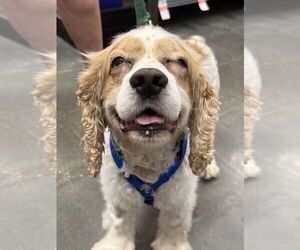 Cocker Spaniel Dogs for adoption in Lee's Summit, MO, USA