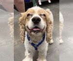 Small Cocker Spaniel