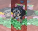 Small Photo #43 Yorkshire Terrier Puppy For Sale in AKRON, OH, USA