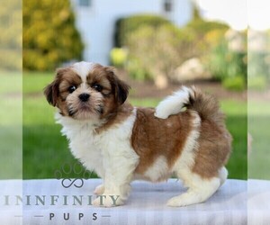 Shih Tzu Puppy for sale in GORDONVILLE, PA, USA