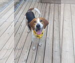Small #9 Mutt