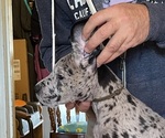 Small Photo #3 Great Dane Puppy For Sale in ROCKFORD, IL, USA