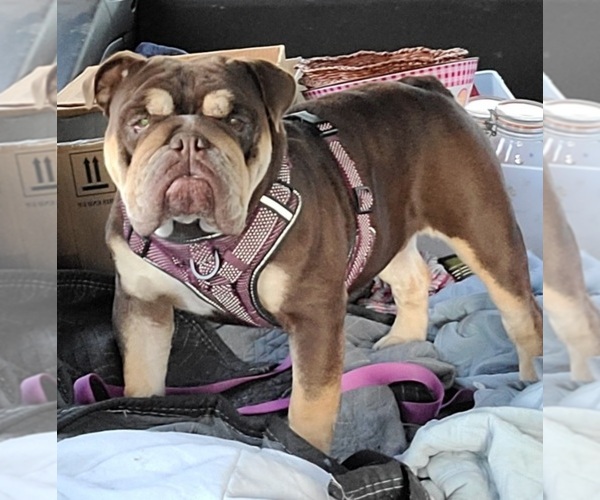 Medium Photo #1 English Bulldog Puppy For Sale in CALLAO, VA, USA