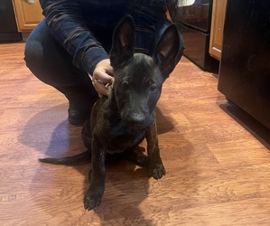 Belgian Malinois-Dutch Shepherd Dog Mix Puppy for sale in NORTHFIELD, CT, USA