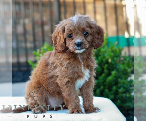 Medium Photo #4 Cavapoo (Miniature) Puppy For Sale in LITITZ, PA, USA
