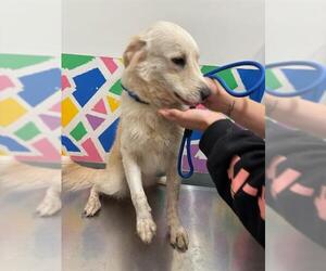 Borador Dogs for adoption in Baytown, TX, USA