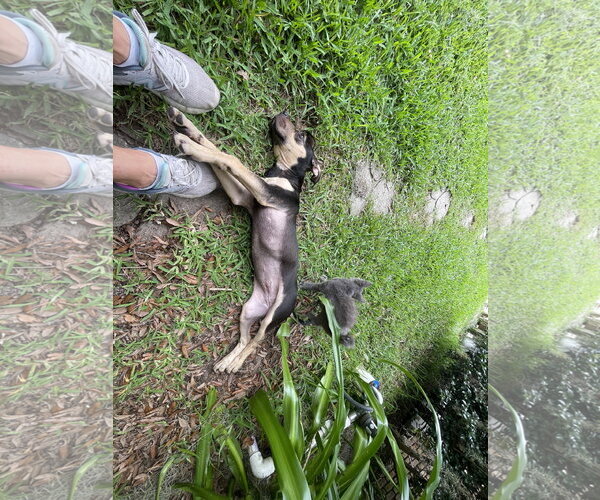 Medium Photo #2 Great Dane-Unknown Mix Puppy For Sale in Mobile, AL, USA