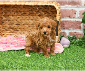 Poodle (Miniature) Puppy for sale in SYRACUSE, IN, USA