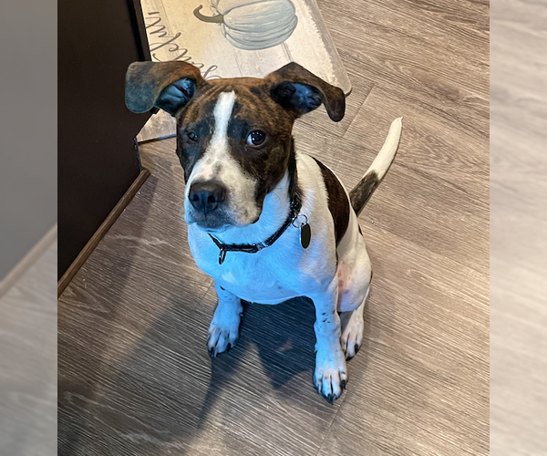 Medium Photo #8 American Bulldog-Unknown Mix Puppy For Sale in Decatur, GA, USA