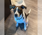 Small #7 American Bulldog Mix