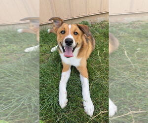 Collie-Unknown Mix Dogs for adoption in La Porte, IN, USA