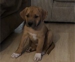 Small Photo #2 Saint Dane Puppy For Sale in LOON LAKE, WA, USA