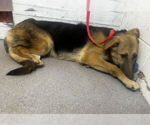 German Shepherd Dog Dogs for adoption in San Bernardino, CA, USA