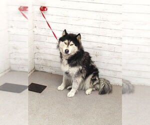 Alaskan Malamute Dogs for adoption in San Bernardino, CA, USA