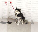 Small Alaskan Malamute
